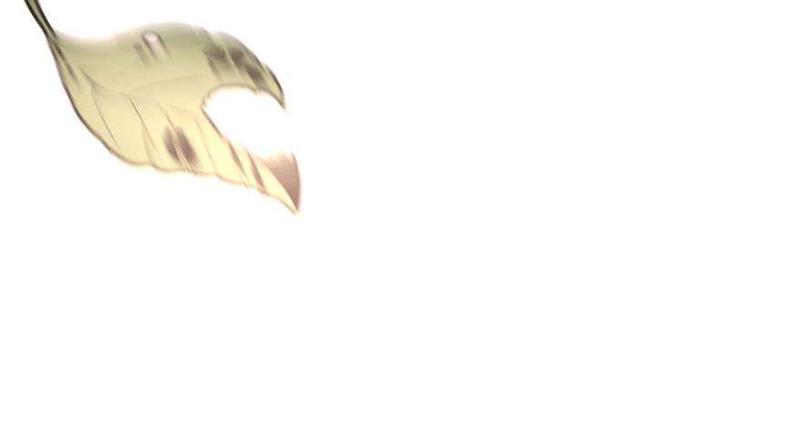 36.jpg